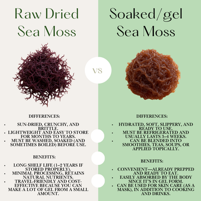 All about Sea Moss 🌊 